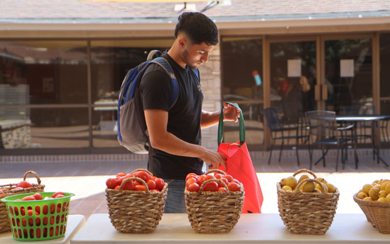 Student picks fresh produce at the SWTX Farmer's Mercado at the Uvalde Campus Matthews Student Center Courtyard.